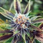 Marijuana Plant
