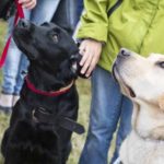 Seeing-eye dogs