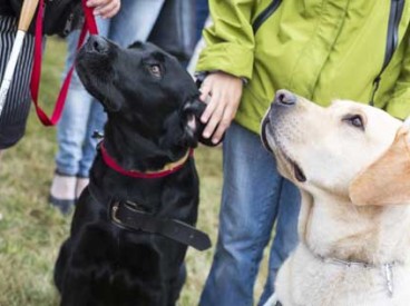 Seeing-eye dogs