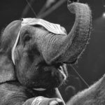 circus elephant