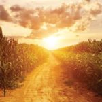 Cornfield