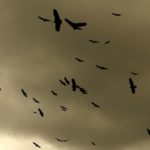 Vultures in flight