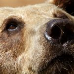 A Bear