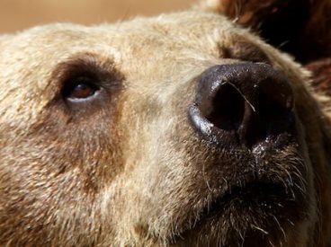 A Bear