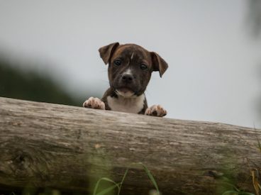 Dog behind a log bundle