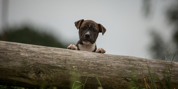 Dog behind a log bundle