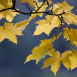 Maple tree branch in autumn park