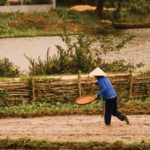 Rice farmer in a paddy