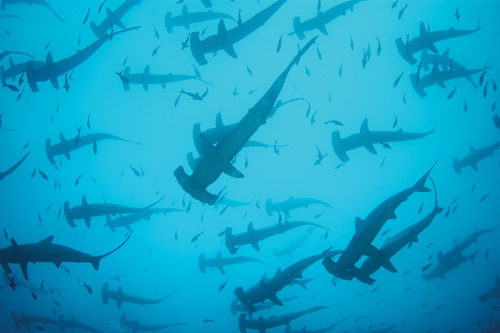 Hammerhead sharks swarm together in the sea