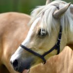 Filly
