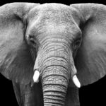 Front view of elephant