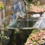 Leaves and water