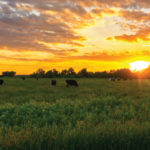 Cows in a field while the sun sets.