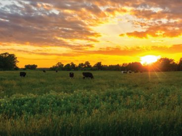 Cows in a field while the sun sets.
