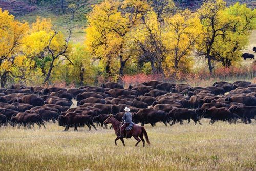 Cowboy hearding buffalo
