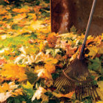 Autumn Gardening Bargains