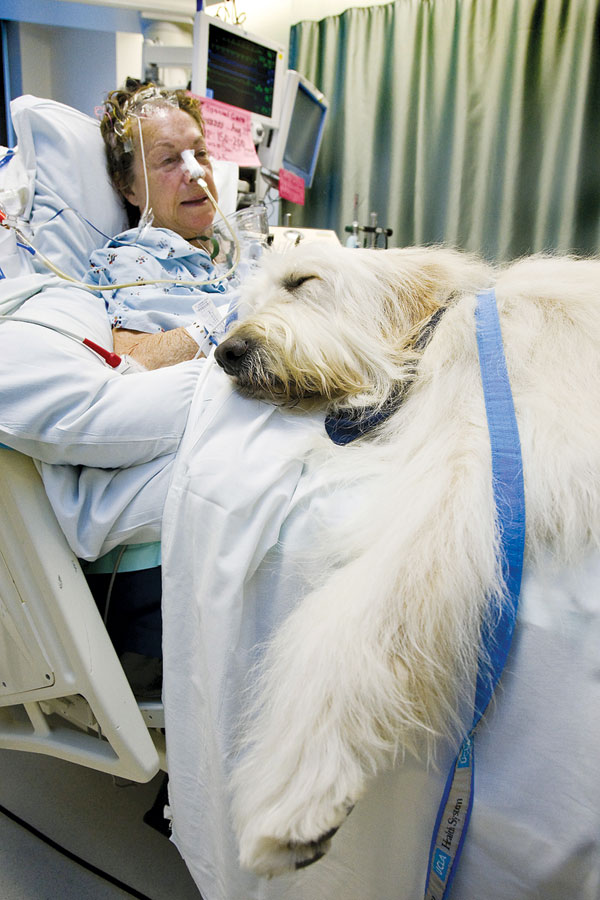 Therapy Dogs and Healing | The Saturday Evening Post Therapy Dogs and Healing | The Saturday Evening Post