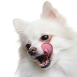 Dog licking its mouth