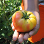 Pineapple tomato in hand.