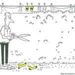 Hedge-Trimming-exc-slider