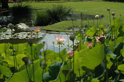 © The Huntington