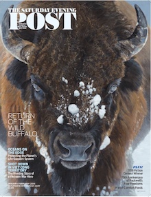 Close-up of Buffalo