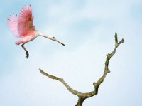 MJ13_Birds_FeaturedImage