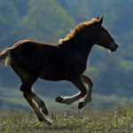 a young brown colt galloping through a field