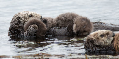 southern sea otter, Photo by Michael L. Baird from Morro Bay