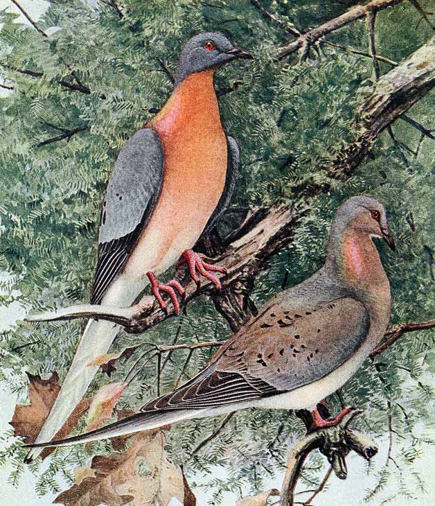 John James Audubon’s painting of passenger pigeons