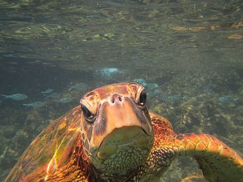 A close up of a turtle under water.
