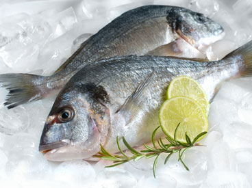 Two whole fish on ice with lime and sage