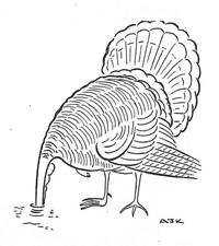 Turkey-Ostrich