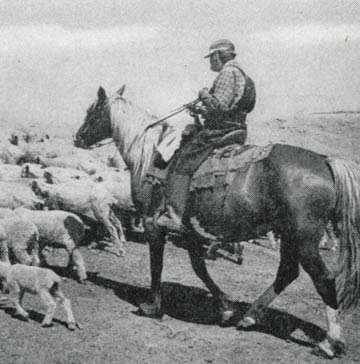 "At 106, Hank Gooch, of Platteville, Colo., tends sheep every day on horseback."
