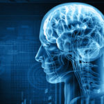 Brain