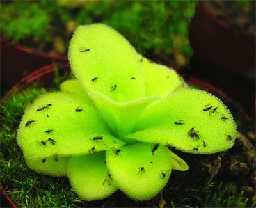 Butterwort (Wikipedia Commons)