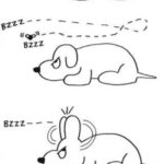 A dog swatting a fly with his long ears.