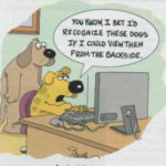 Two dogs at a computer.