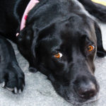 Black dog waiting for its master