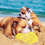 Dogs