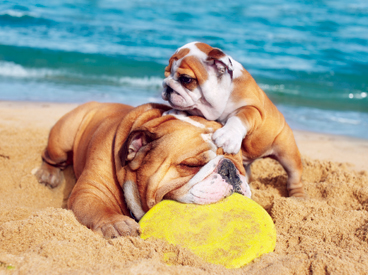 Dogs