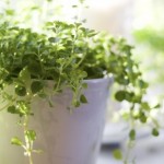 Grow your own window garden.
