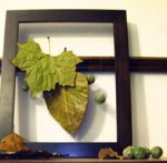 Leaves and seeds in frame.
