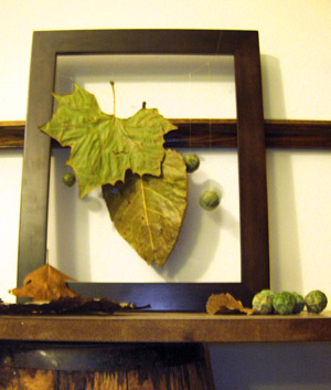 Leaves and seeds in frame.