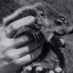 Groundhog