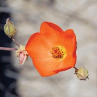 iStock_000006081402Small
