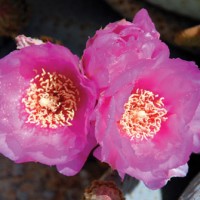 iStock_000006081624Small