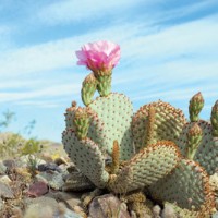 iStock_000009169205Small