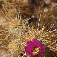 iStock_000009235286Small