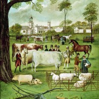 illustration_pittsfield_ma Sheep exhibit at the 1807 Pittsfield Fair. Courtesy: Berkshire Museum, Pittsfield, MA